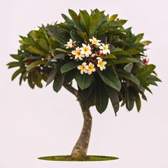 Fototapeta premium Isolated Plumeria Bonsai Image