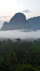Misty Mountain Jungle View