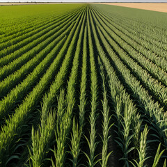 campo de trigo argentina negocios inmoviliarios rentables