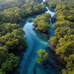 Mangrove forest coastal ecosystem, blue carbon habitat, tidal carbon storage, coastal protection system, marine-terrestrial interface, perfect for natural carbon sink concept.