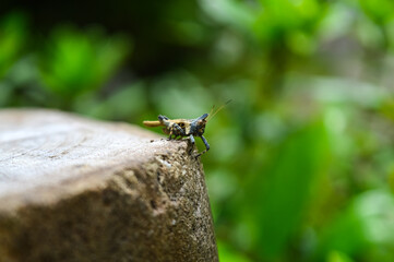 Grasshopper walking on rock in the rainy season