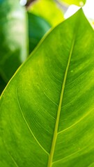 Close-up of vibrant green leaves (4)