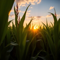 beautiful sunset over cornfield with vibrant green leaves, showcasing growth and vitality of crops