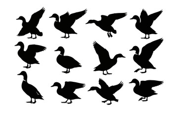 Obraz premium Silhouetted Ducks in Various Poses Displaying Flight and Resting Positions
