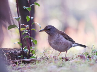 地面に降りた野鳥のシロハラ