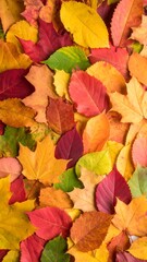 Obraz premium Autumn Leaves Close-up