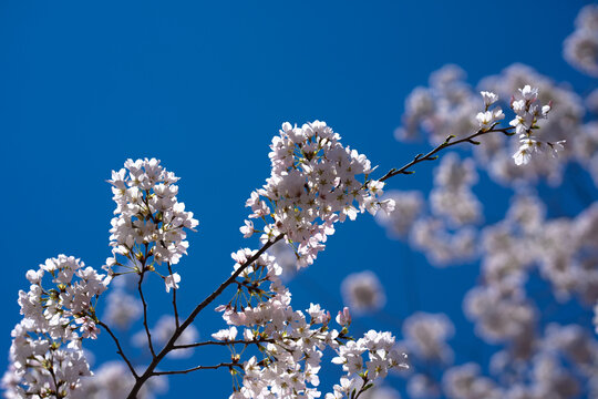 The cherry blossom tree background. White spring flowers the blossom fruit tree. Bunches of white cherry blossoms on blue sky. Spring day. Spring nature. - Powered by Adobe
