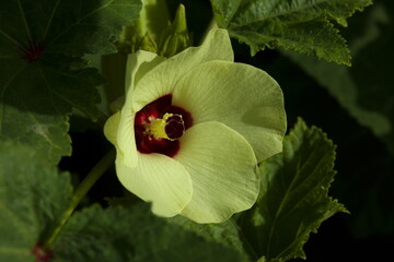 Okra flower closeup. Selective focus. Yellow flower.