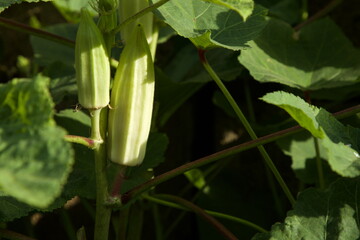 Okra vegetable on plant in garden. Selective focus. Fresh vegetable.