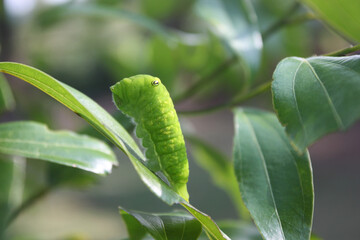 A single green caterpillar with false eye standing on back end on a green leaf under canopied bright sunny day viewed from side