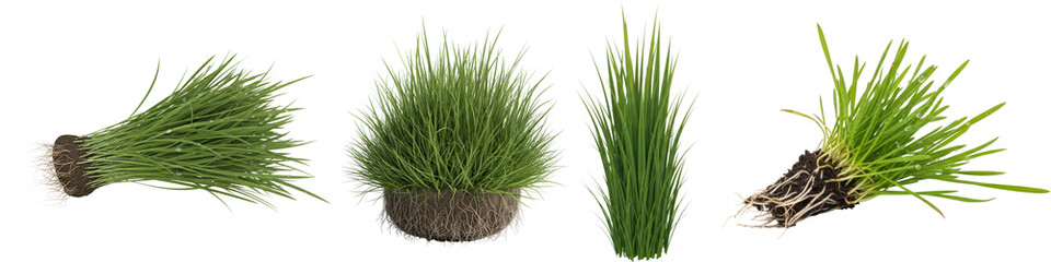 Four different clumps of grass isolated on transparent background