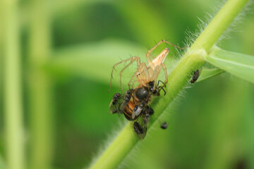 A Striped Lynx spider or Oxyopes salticus showing opportunistic behavior stealing dead bee from a group of small flies securing prey with natural green background