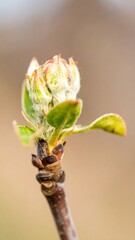 Spring Bud Growth Closeup