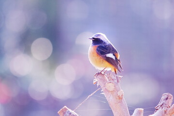 枝に止まるジョウビタキの雄