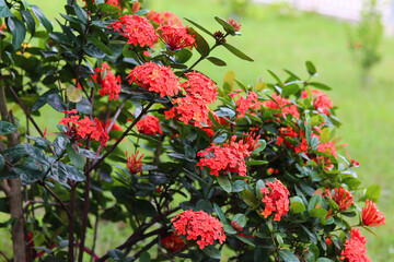 Obraz premium Bright clusters of red ixora with dark glossy foliage and creamy bokeh in natural light. Ideal floral background for garden, tropical shrub, landscaping and botanical design projects.