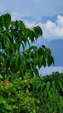 4K footage of a pair of sparrows (Passer domesticus) flying and perching on a wild shrub with a scenic backdrop of ocean and mountains.