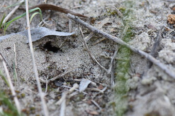 Ants on the sand in the forest and dry leaves on the ground in the early spring. Close-up
