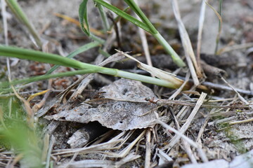 Ants on the sand in the forest and dry leaves on the ground in the early spring. Close-up