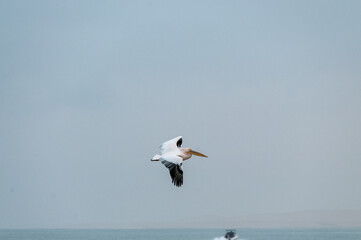 Telephoto shot of a great white pelican -Pelecanus onocrotalus- near Walvis Bay, Namibia