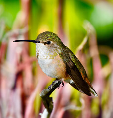 Baby iridescent green Rufous Hummingbird perched on branch