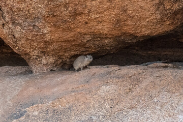 Fototapeta premium The Hyrax, or Dassie -Procavia capensis- is the evolutionary nearest relative of the elephant. Seen here climbing on the rocks near Spitzkoppe, Namibia.