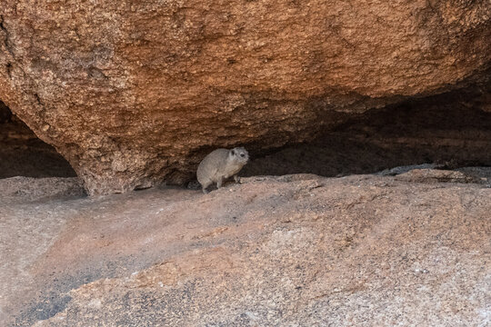 The Hyrax, or Dassie -Procavia capensis- is the evolutionary nearest relative of the elephant. Seen here climbing on the rocks near Spitzkoppe, Namibia.