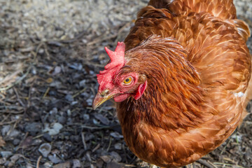 A red domestic chicken sits on the ground in a poultry yard. Chicken head close-up