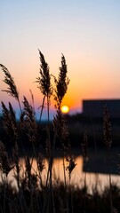 Obraz premium Sunrise over reeds by water