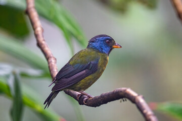 Obraz premium Moss-backed Tanager perch on tree branch