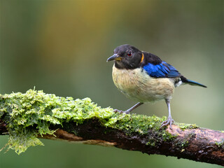 Golden-collared Honeycreeper Perched on Mossy Branch