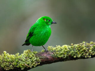 Glistening-green Tanager on mossy branch