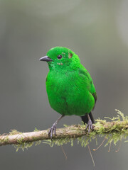 Glistening-green Tanager on mossy branch