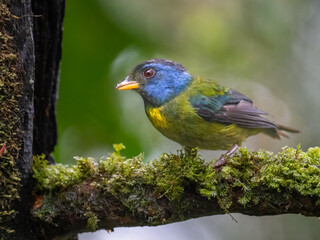 Moss-backed Tanager perch on mossy tree branch