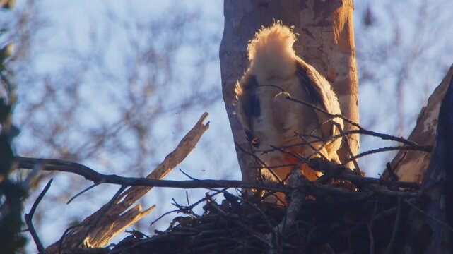 Chick defecates in nest facing camera under golden evening light, captured in slow motion close-up in the Peruvian Amazon rainforest.