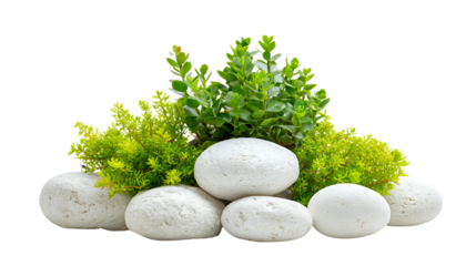 Zen garden stones and green plant isolated on transparent background