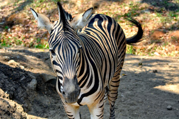 A zebra standing on dry ground with its black and white stripes shining under the sunlight.