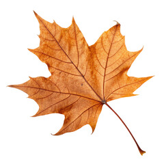 Obraz premium A crisp orange brown maple leaf lying flat its ve, perfect for food photography, healthy nutrition design, grocery branding, or recipe illustration, isolated on white background. PNG