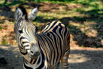 Naklejka premium A zebra standing on dry ground with its black and white stripes shining under the sunlight.