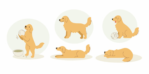 Friendly golden retriever dog poses and activities collection