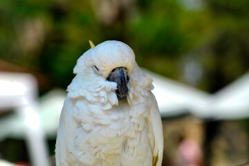 A white cockatoo with closed eyes, appearing calm and sleepy, standing against a blurred natural background. © Mario Baskoro
