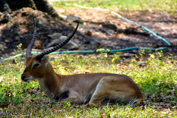 A graceful antelope with long spiral horns rests on the grass under the shade, surrounded by nature’s calm.