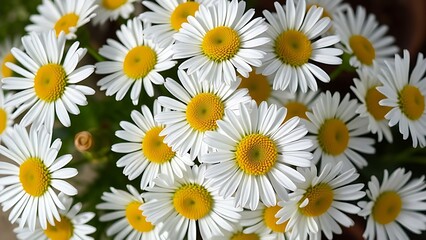 Fototapeta premium Cluster of fresh daisies with white petals and yellow centers in soft directional light.