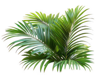 Lush green palm fronds isolated on transparent background