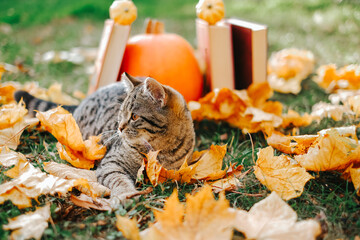  books and cat.Tabby kitten with books and pumpkins in sunny autumn garden.Cat Near Pumpkins and Books in Autumn. 