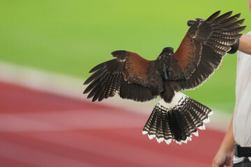 Harris Hawk Bird of prey  flying