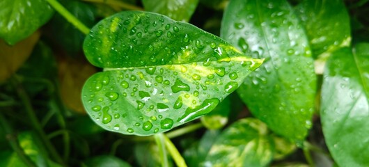 Close up shot of rain or water drops of leaf.