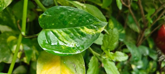 Close up shot of rain or water drops of leaf.