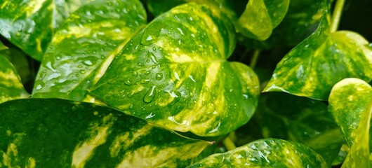 Close up shot of rain or water drops of leaf.