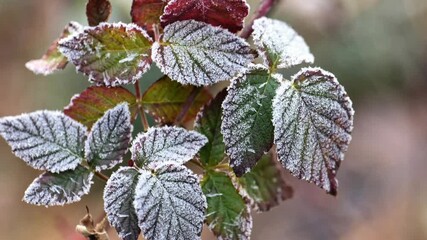 leaves in white frost.Frosty background. Plants in frost.Late frosty autumn. 4k footage