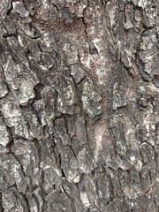 bark of a tree